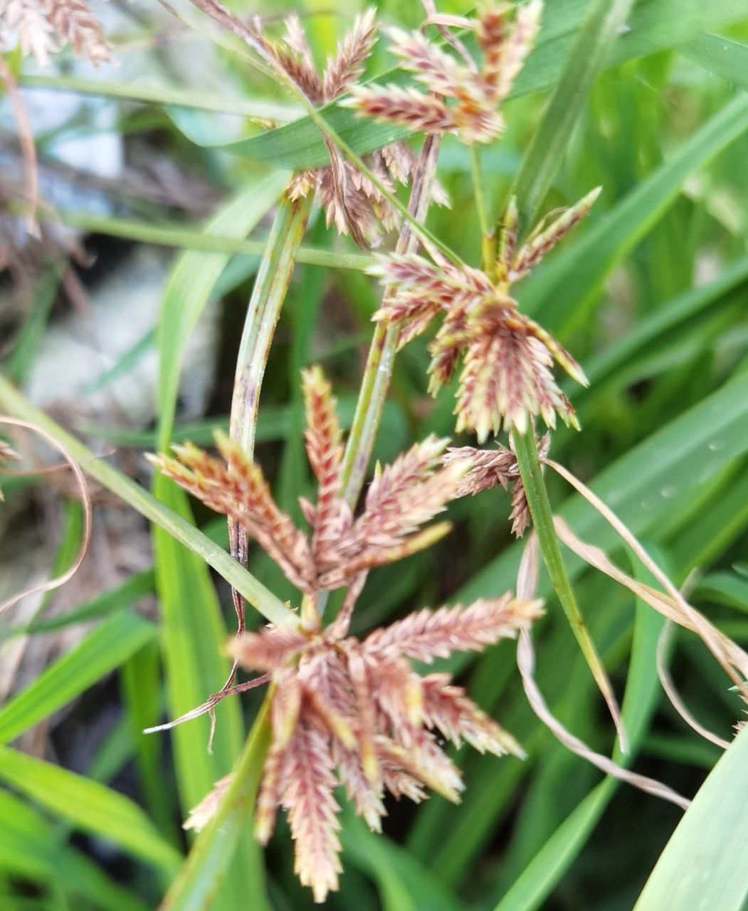 Cyperus longus fruit