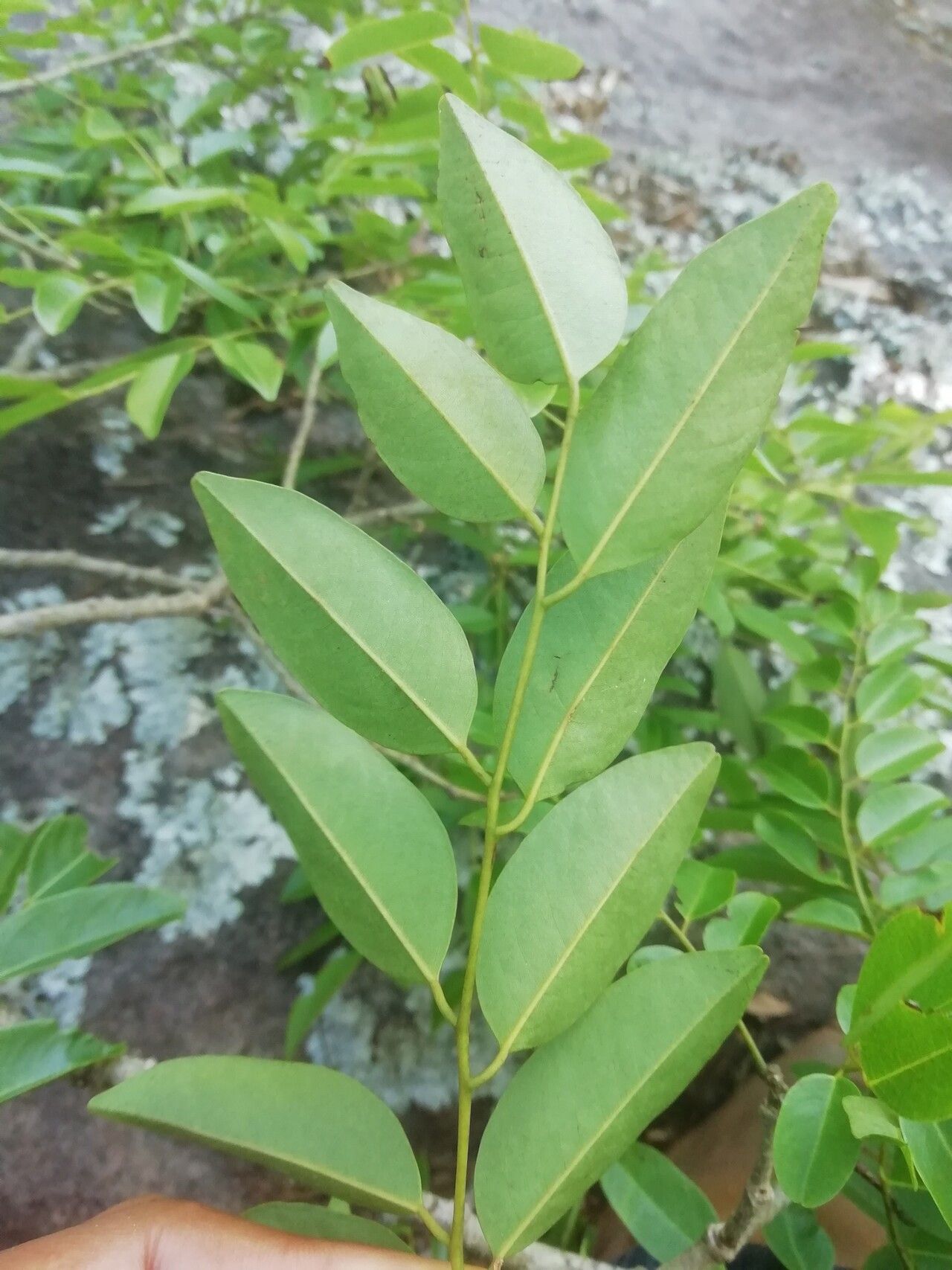 Dalbergia humbertii leaf