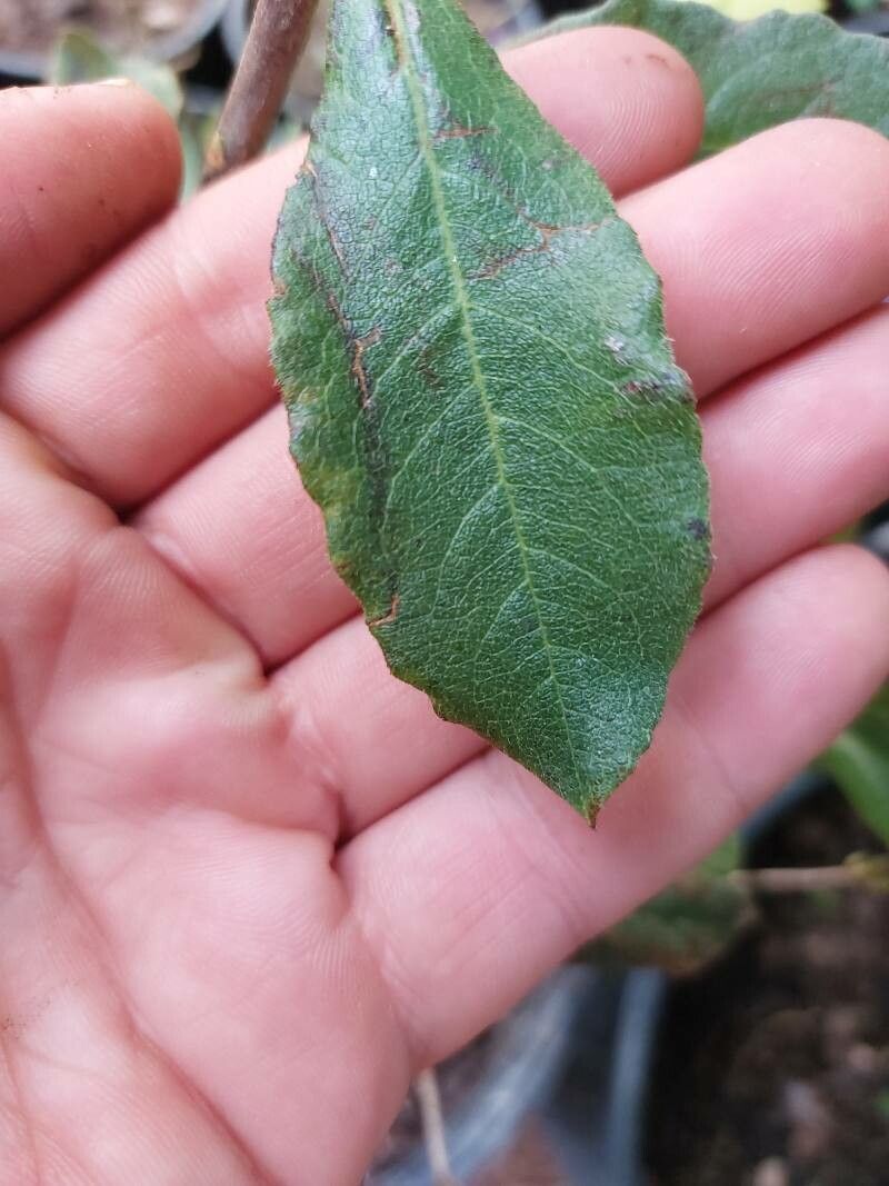 Rhododendron alabamense leaf