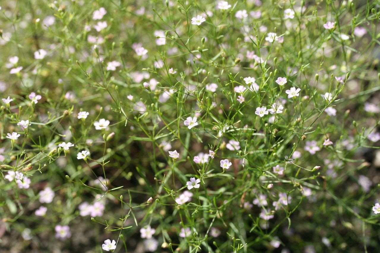 Gypsophila muralis fruit