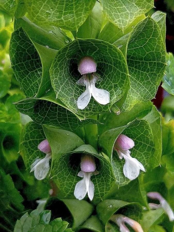 Moluccella laevis leaf