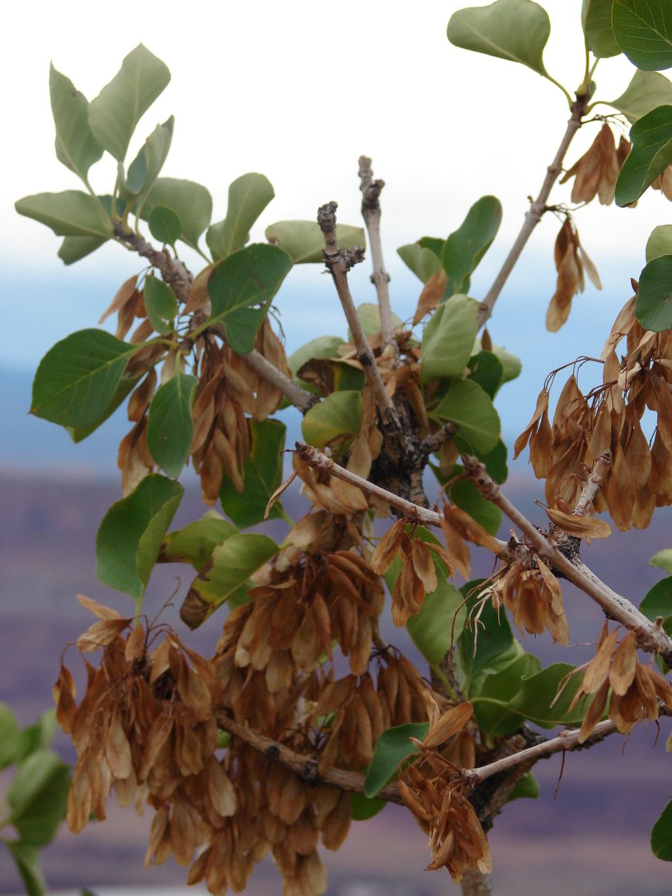 Garrya fremontii leaf