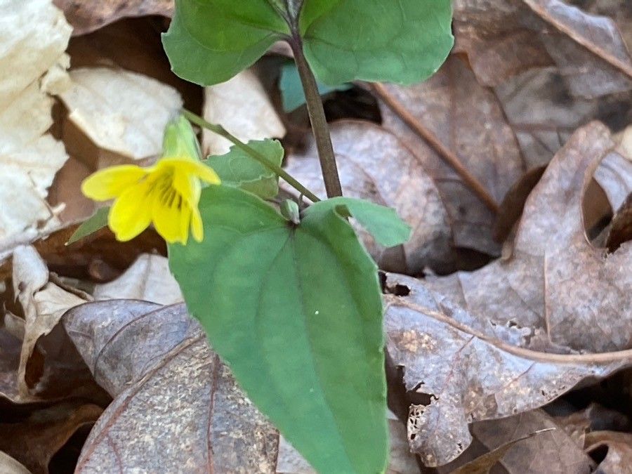 Viola hastata — search result for 'Violaceae'