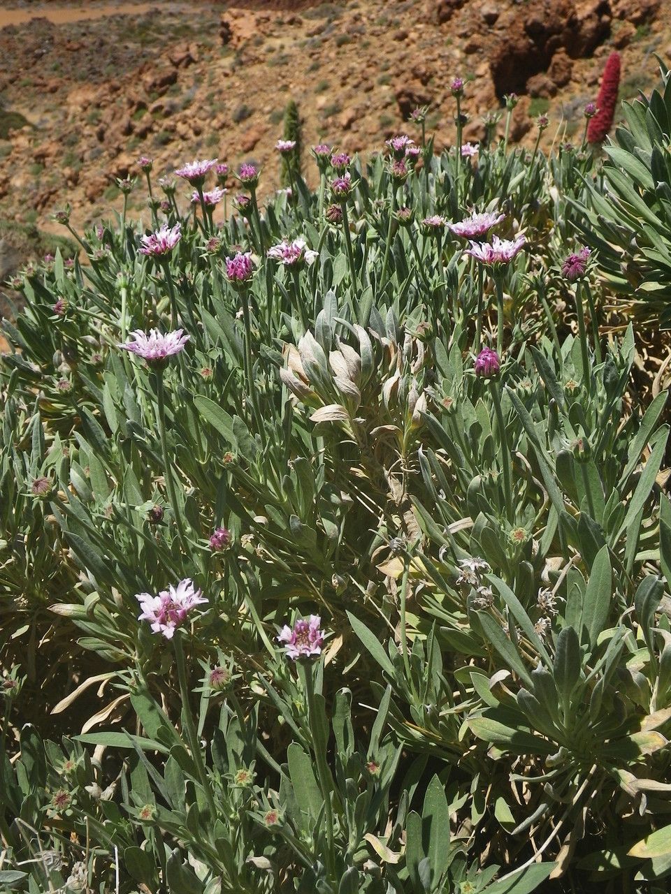 Pterocephalus lasiospermus flower