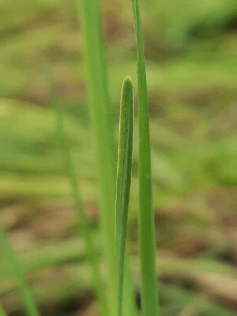 Allium ramosum leaf