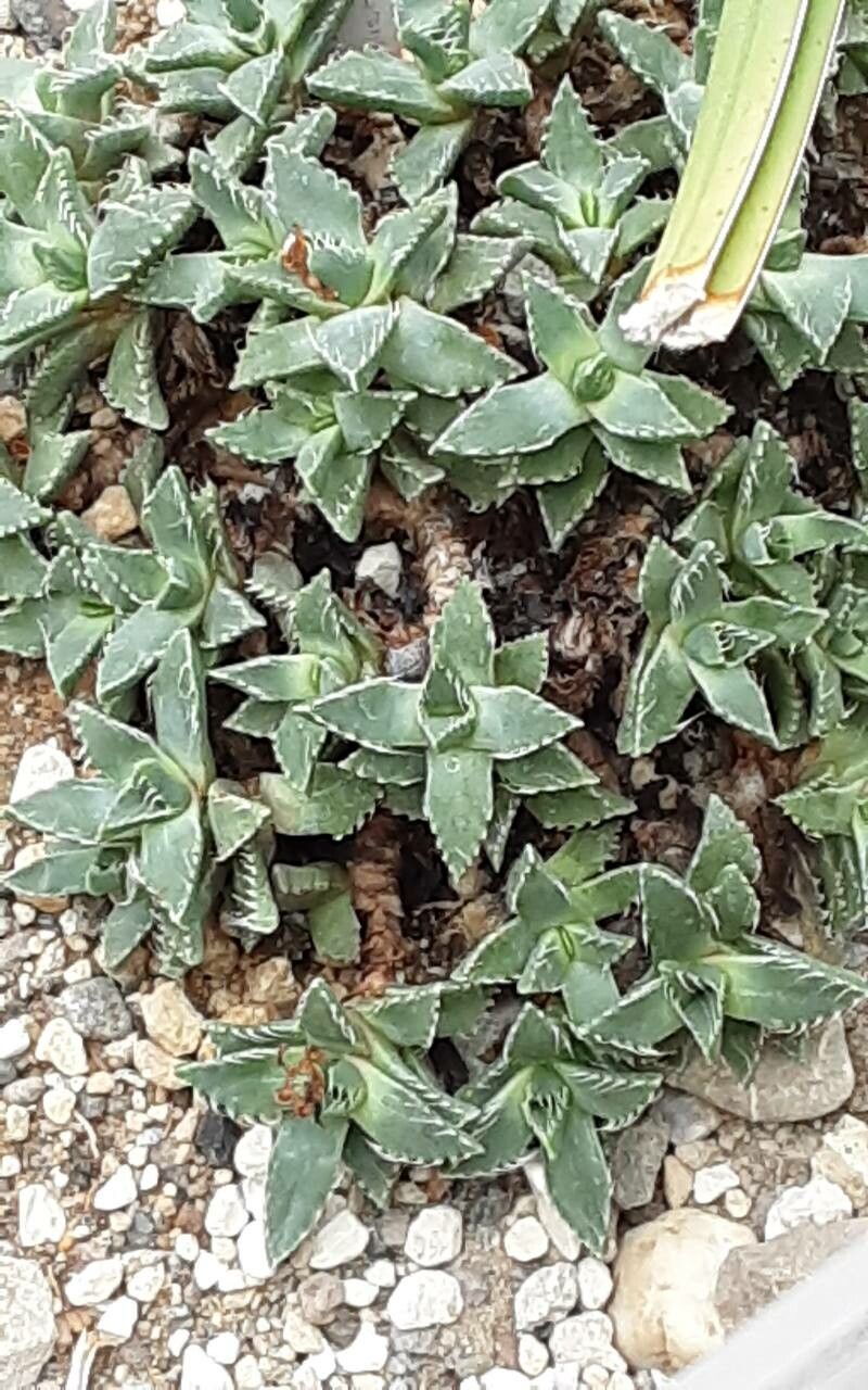 Faucaria gratiae — related species from the same genus