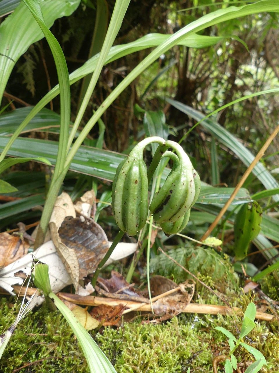 Calanthe pulchella fruit