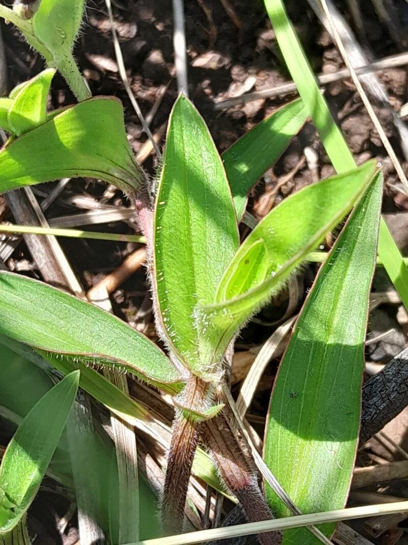 Commelina madagascarica leaf