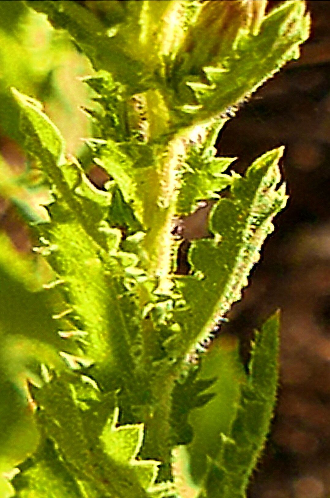 Hazardia whitneyi — search result for 'Hazardia'