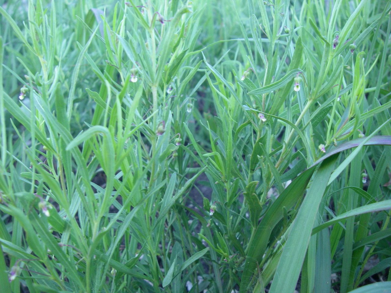 Hybanthus verticillatus habit