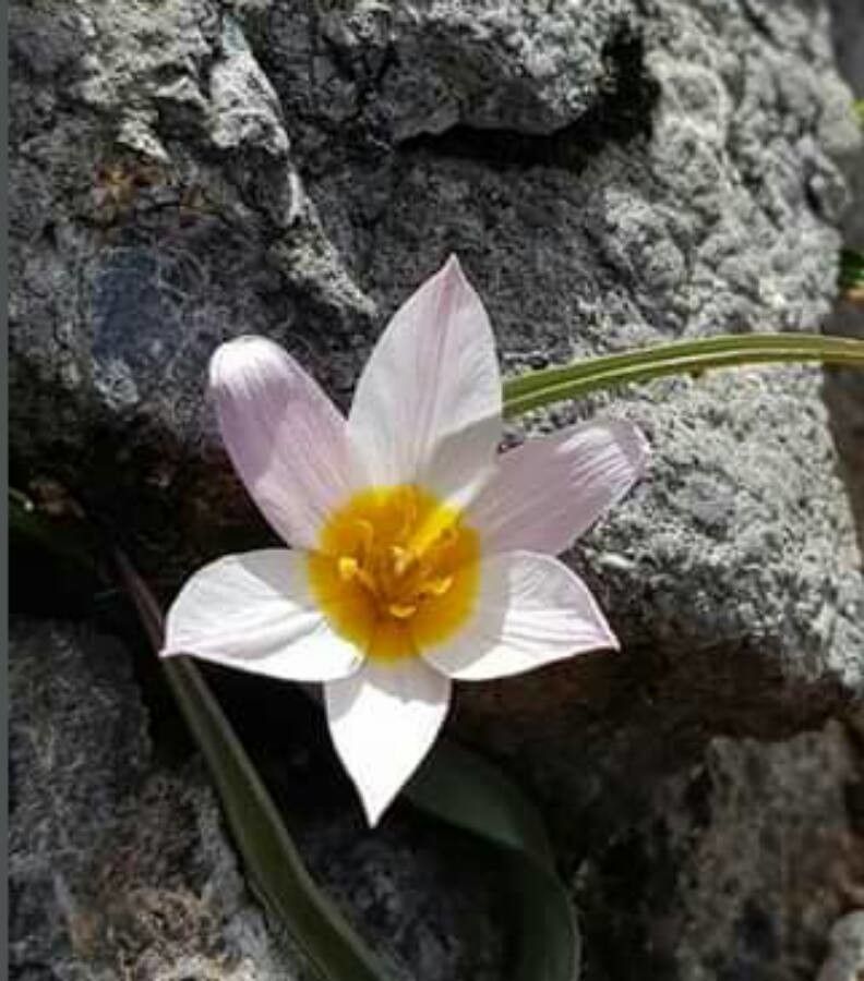 Tulipa cretica flower