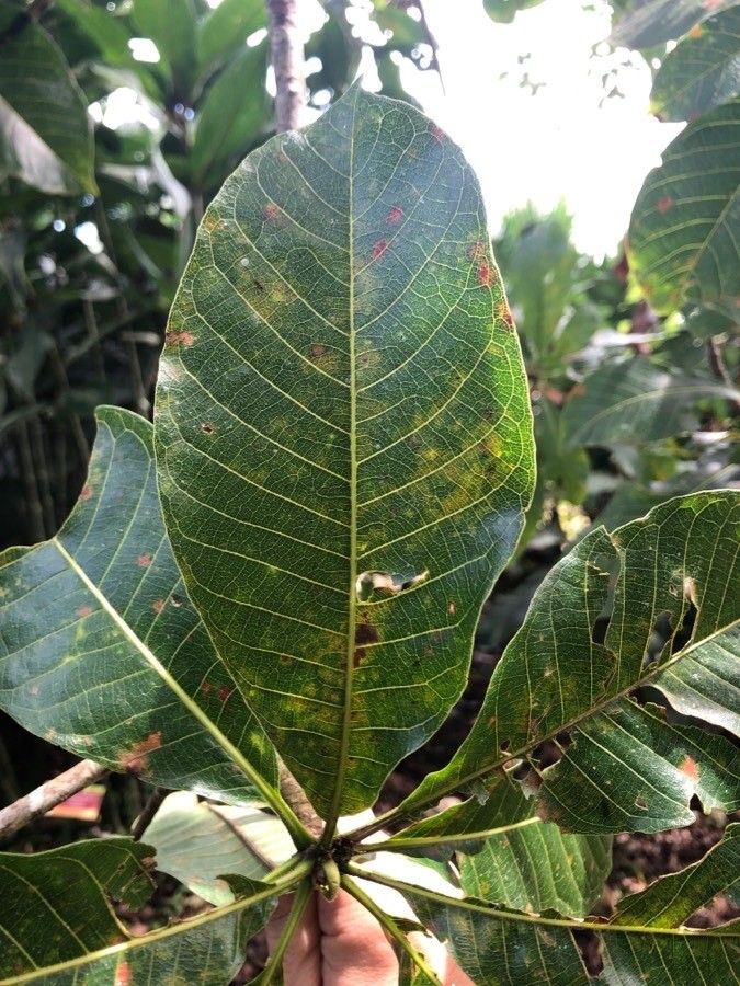 Couroupita guianensis — search result for 'Tropical South America'