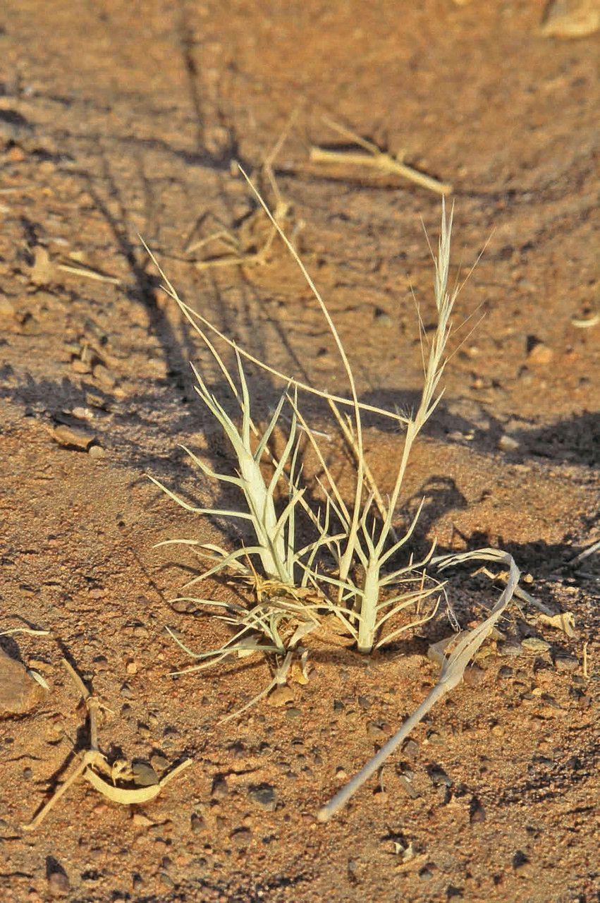 Aristida mutabilis — search result for 'Aristida'