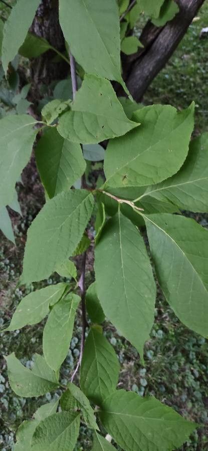 Pterostyrax hispidus leaf