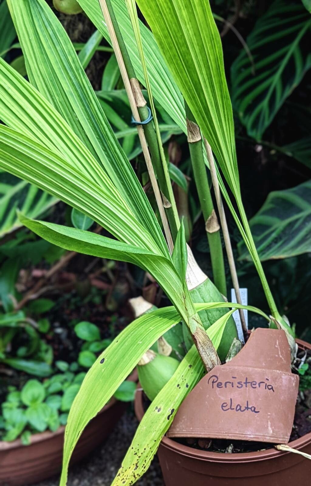 Peristeria elata bark