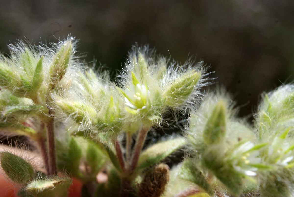Cerastium comatum fruit