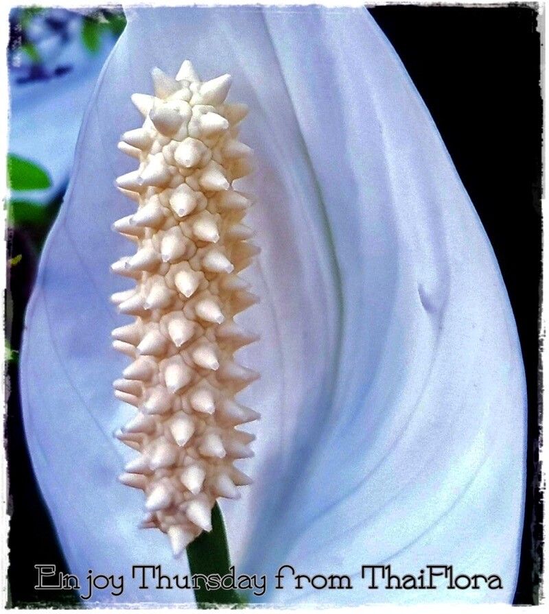 Spathiphyllum montanum — search result for 'Costa Rica'