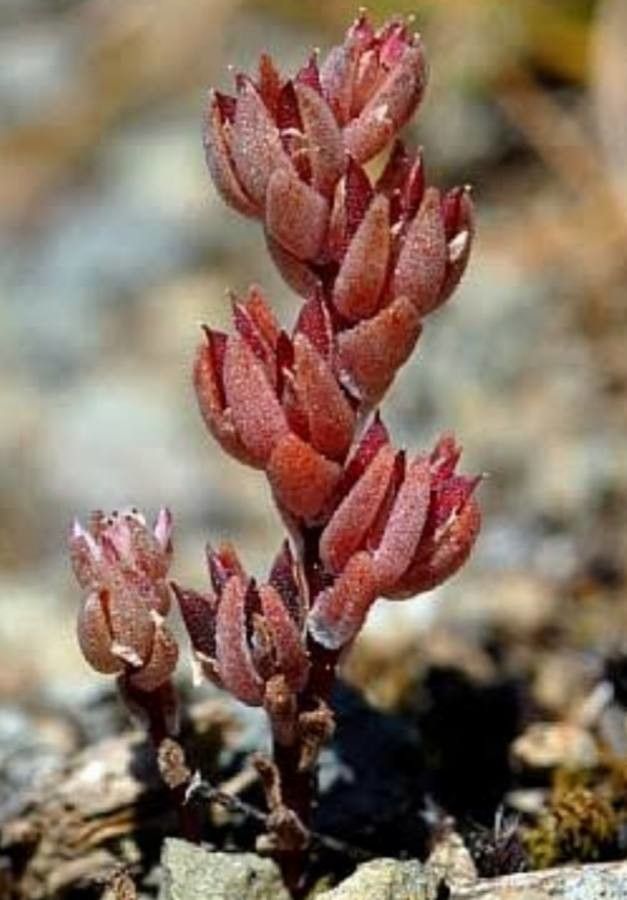 Sedum aetnense
