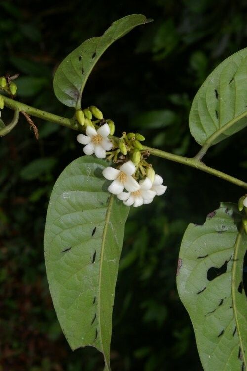 Diospyros poeppigiana fruit
