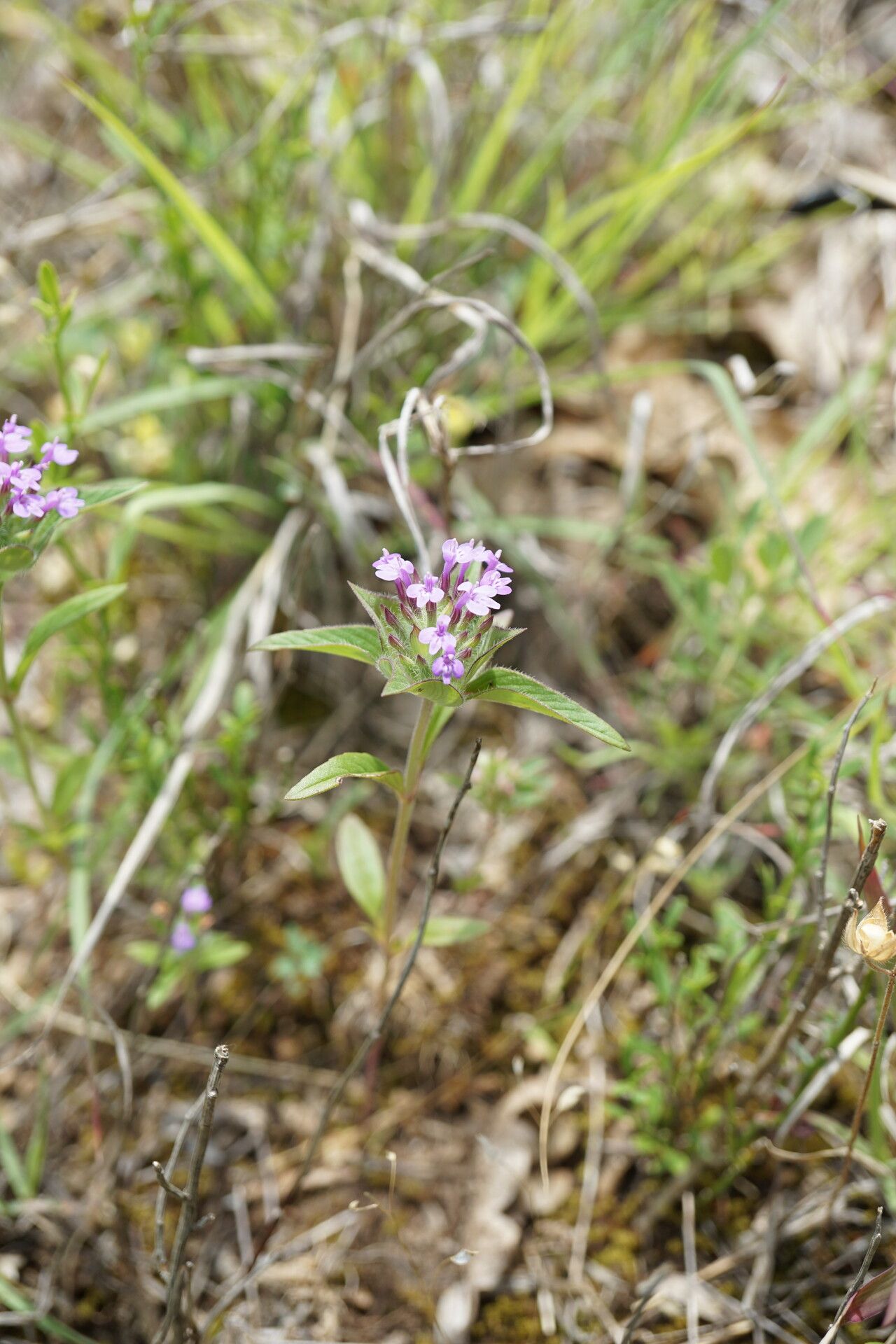 Ziziphora capitata habit