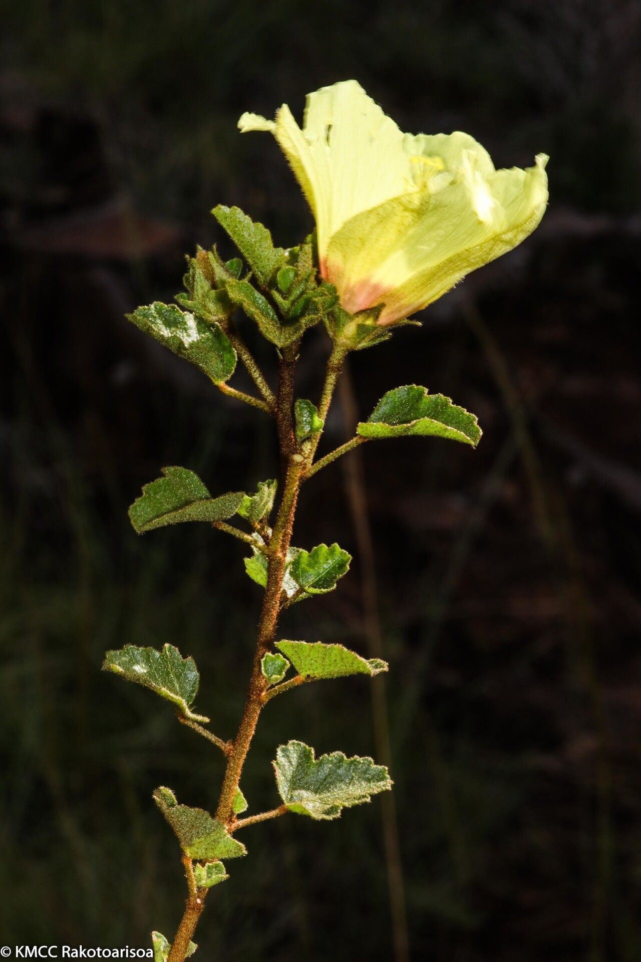 Hibiscus isalensis habit