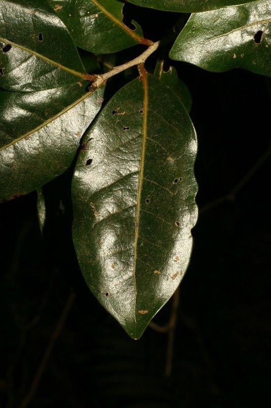 Homalium paniculatum — houseplant care guide