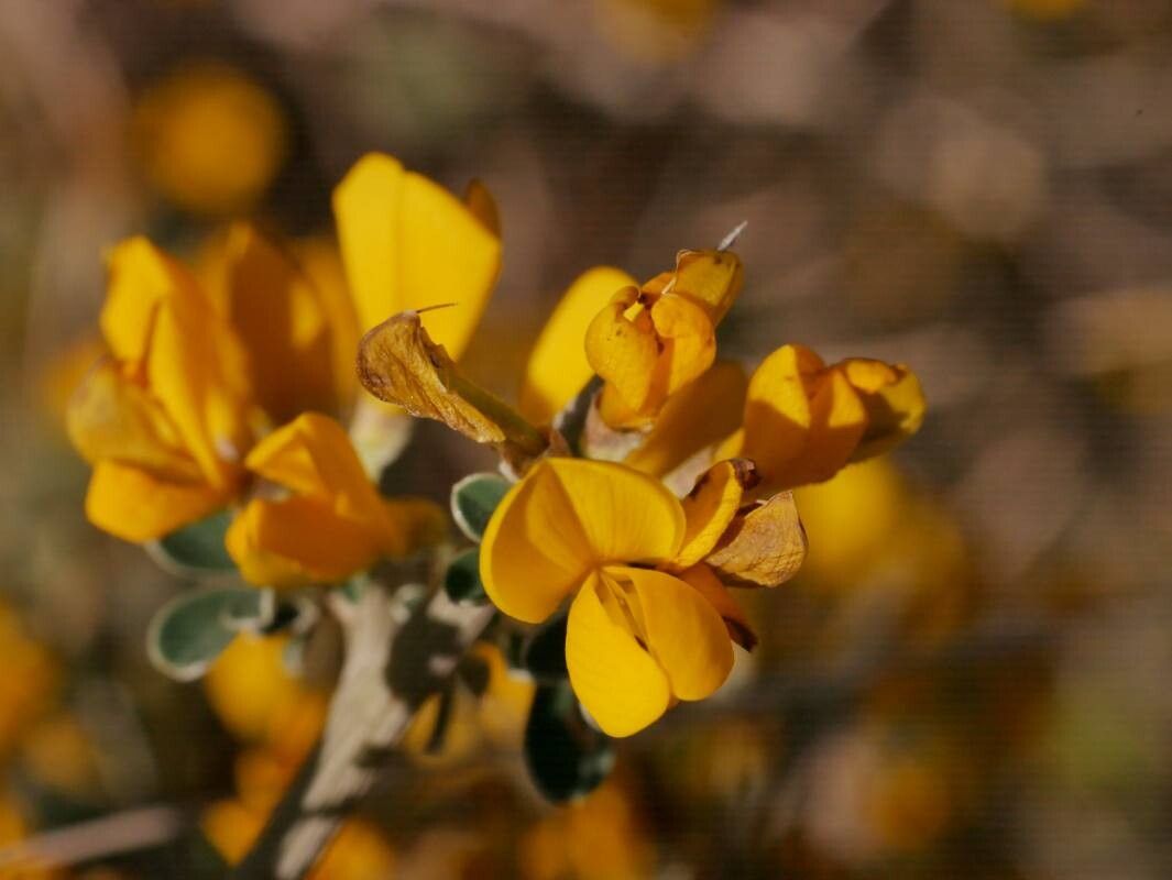 Calicotome intermedia flower