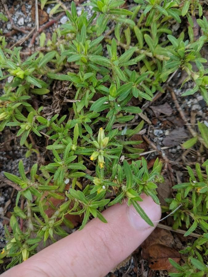 Pectis prostrata flower