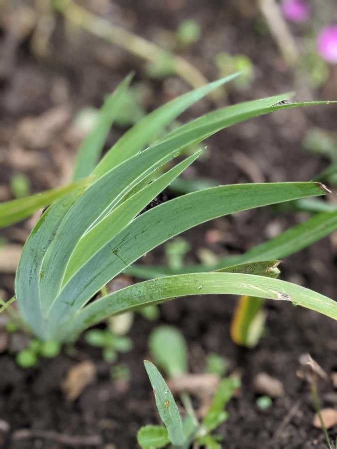 Iris hybrida — houseplant care guide