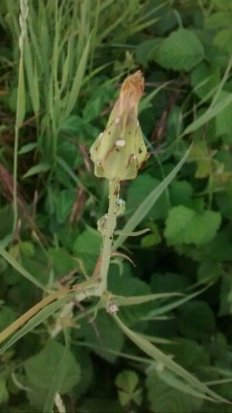 Podospermum laciniatum flower