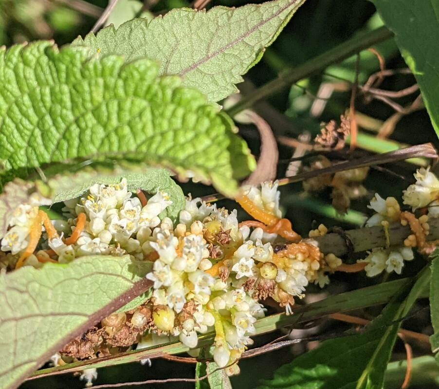 Cuscuta gronovii — search result for 'Cuscuta'