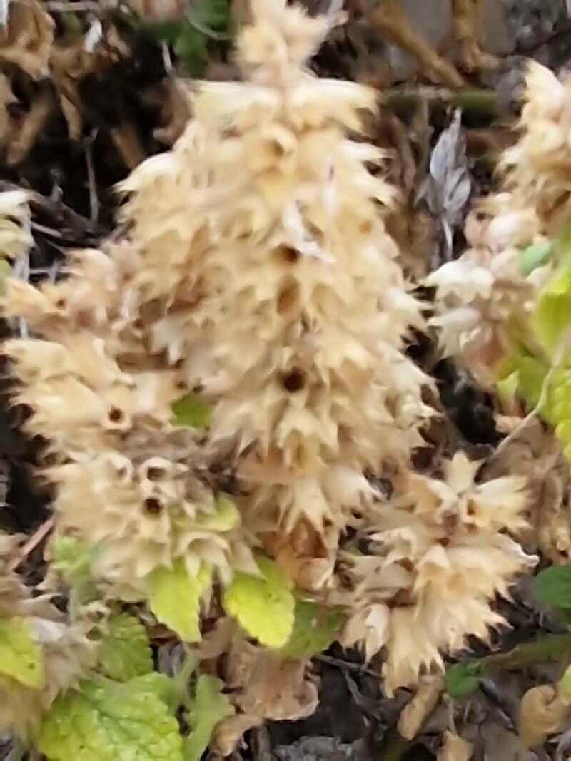 Sideritis lanata fruit