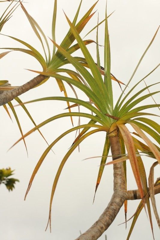 Pandanus sylvestris leaf