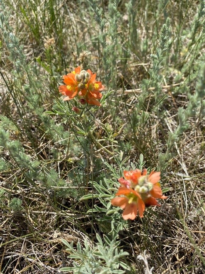 Sphaeralcea coccinea flower