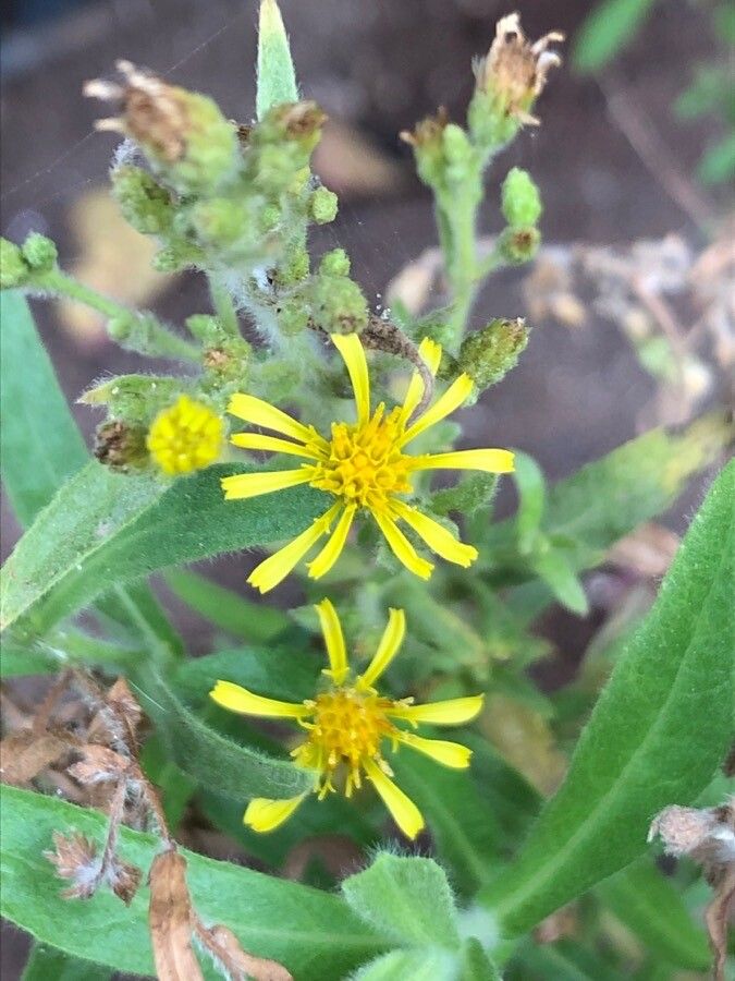 Dittrichia graveolens flower