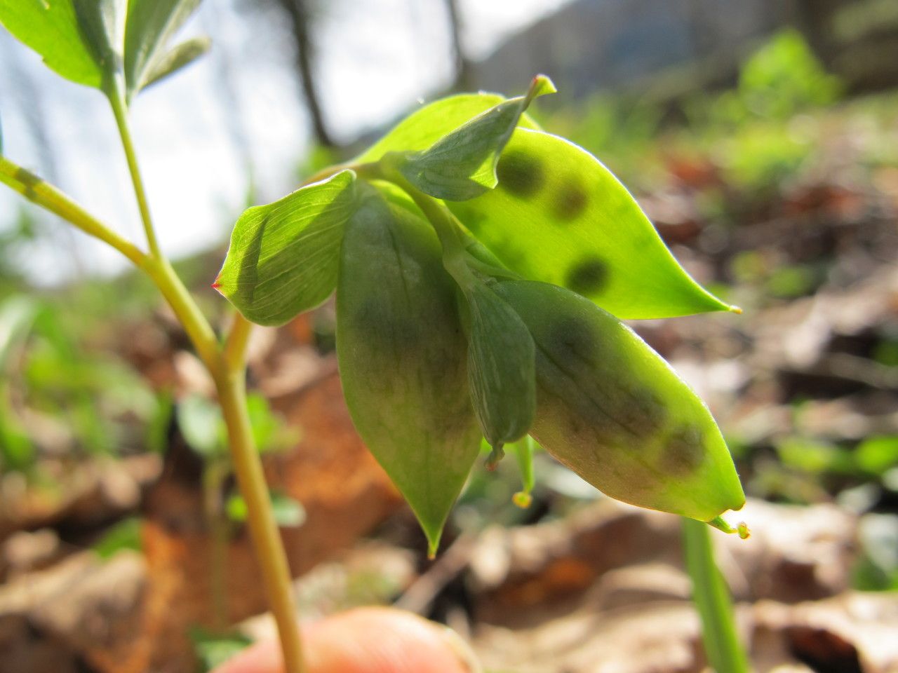 Corydalis intermedia fruit
