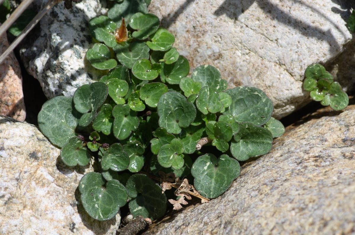 Cymbalaria aequitriloba habit