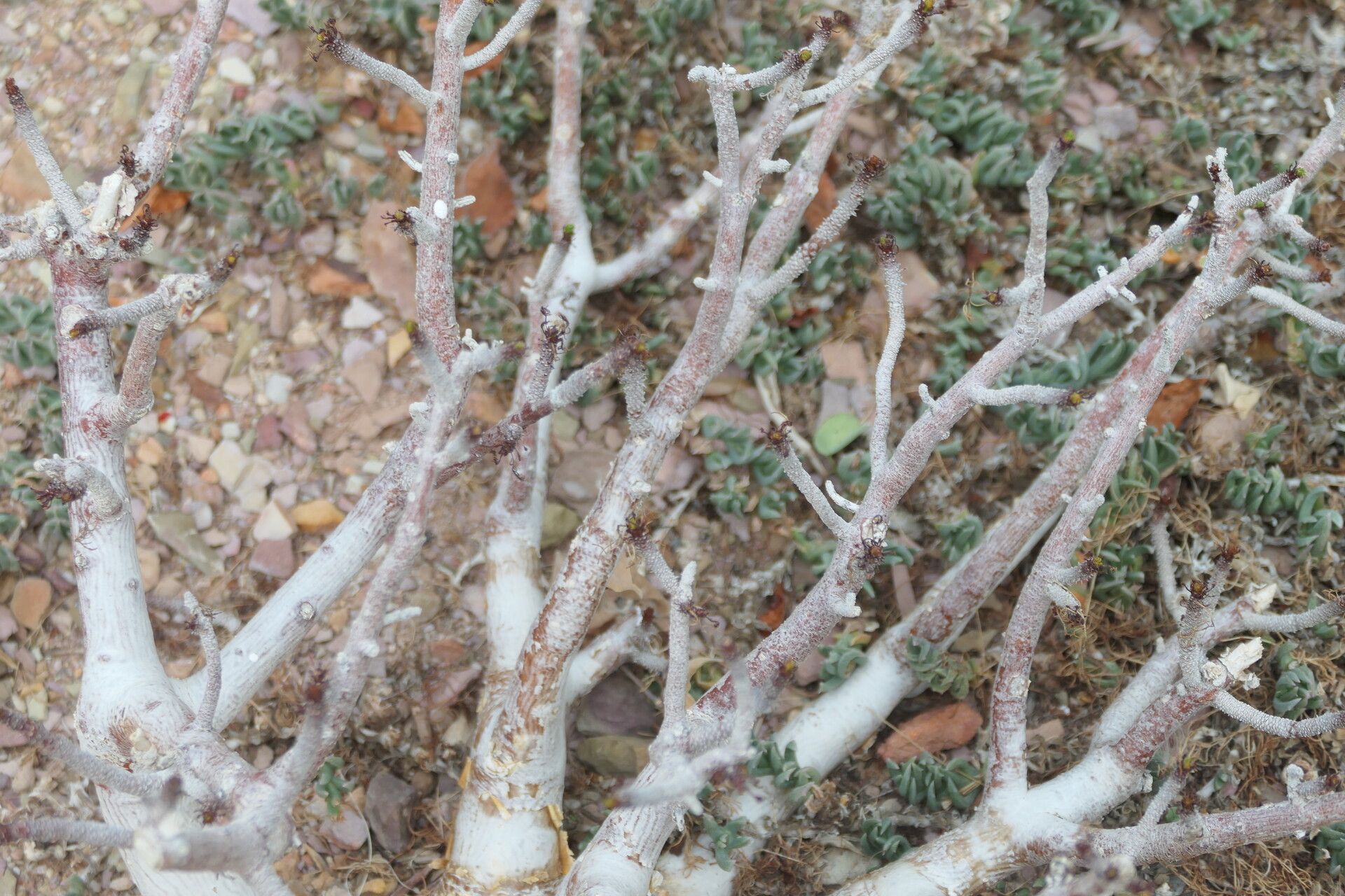 Commiphora kraeuseliana — search result for 'Commiphora'