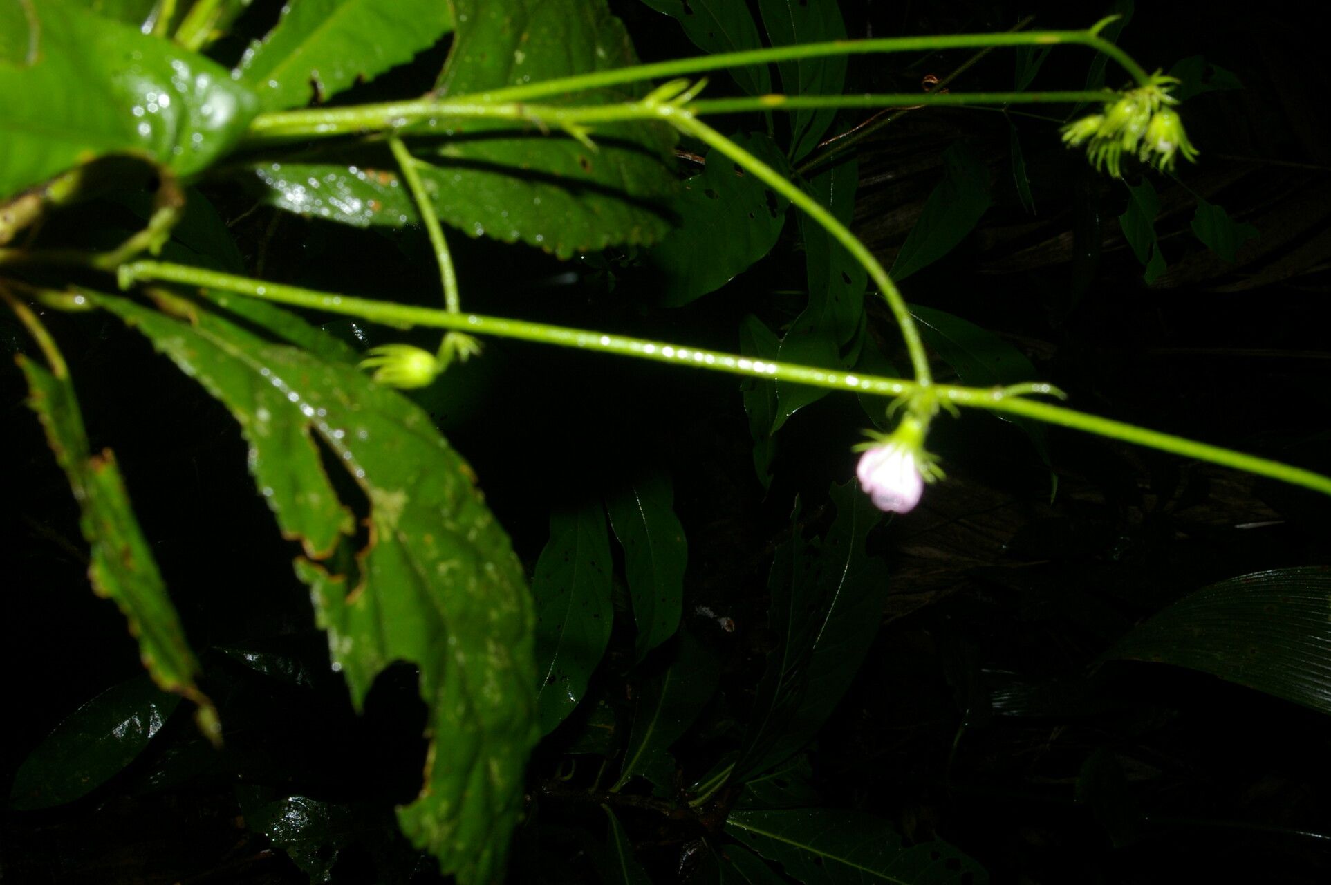 Pavonia castaneifolia flower