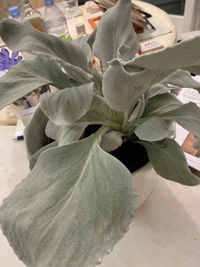 Senecio candidans bark