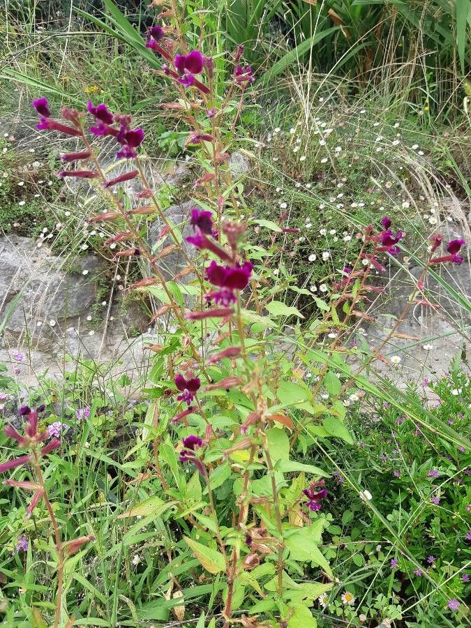 Cuphea viscosissima habit