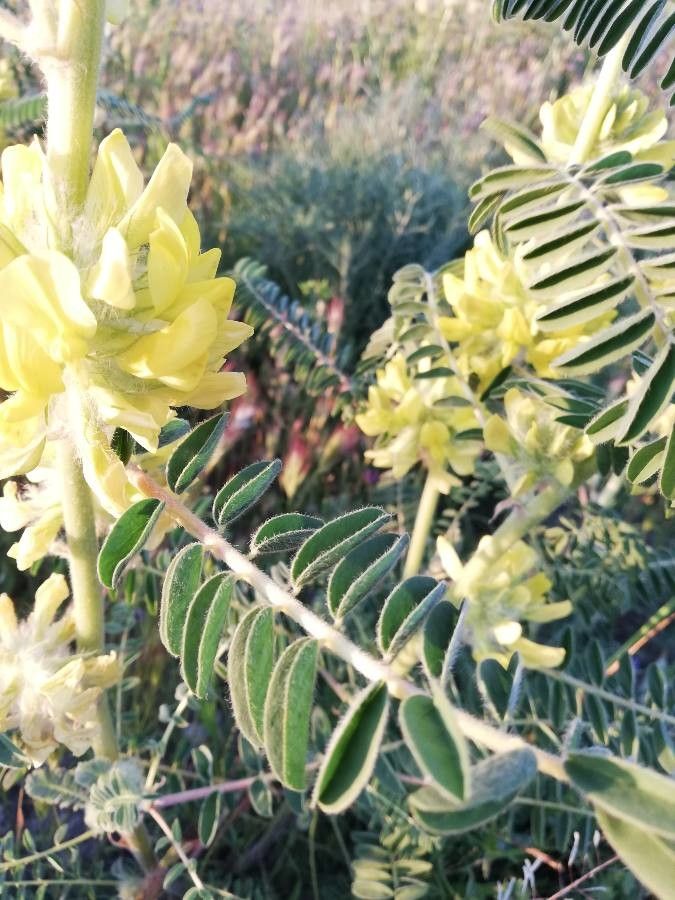 Astragalus alopecuroides leaf