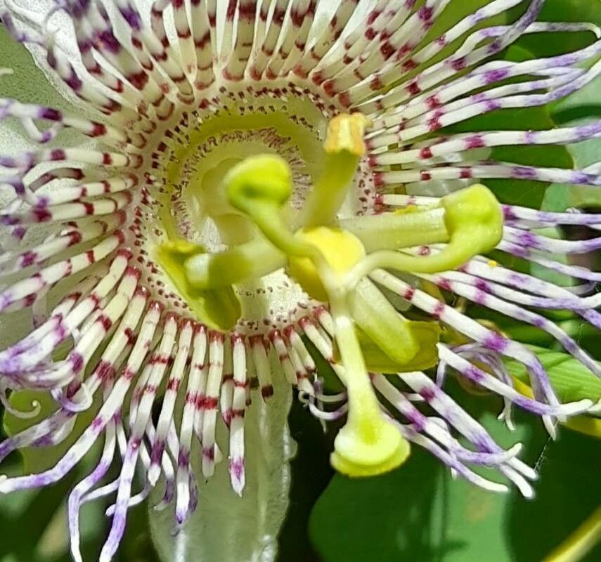 Passiflora elegans flower