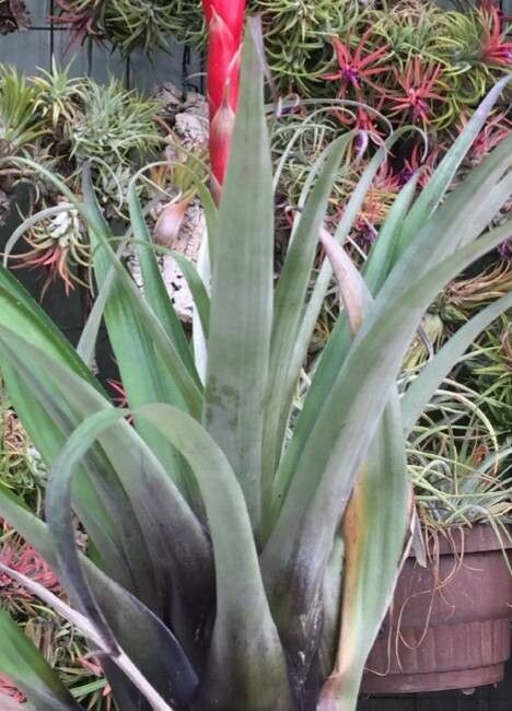 Tillandsia kretzii habit