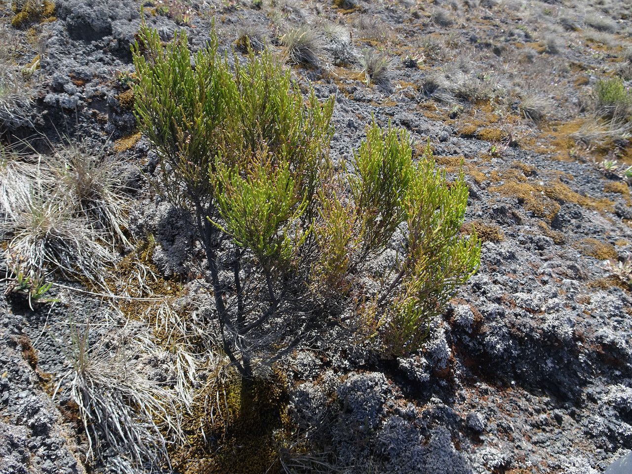 Erica mannii habit