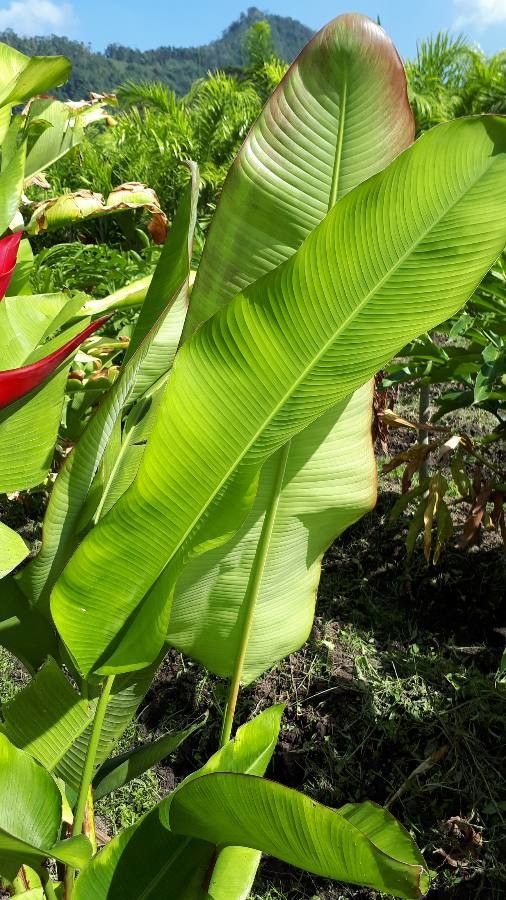 Heliconia stricta — search result for 'Heliconia'