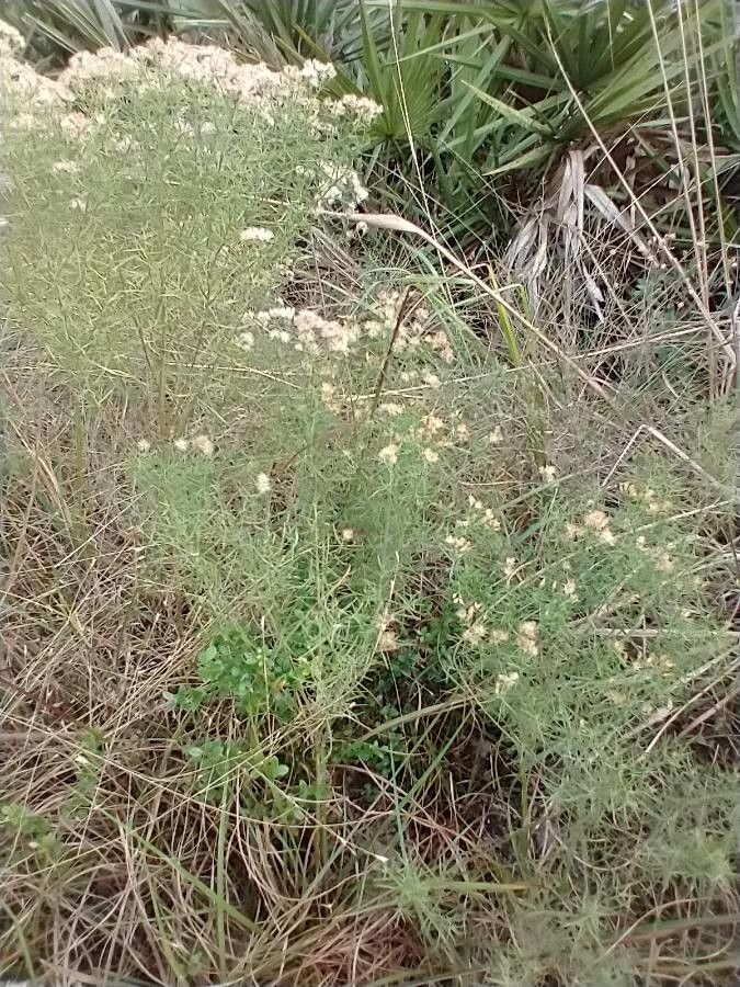 Brickellia eupatorioides fruit