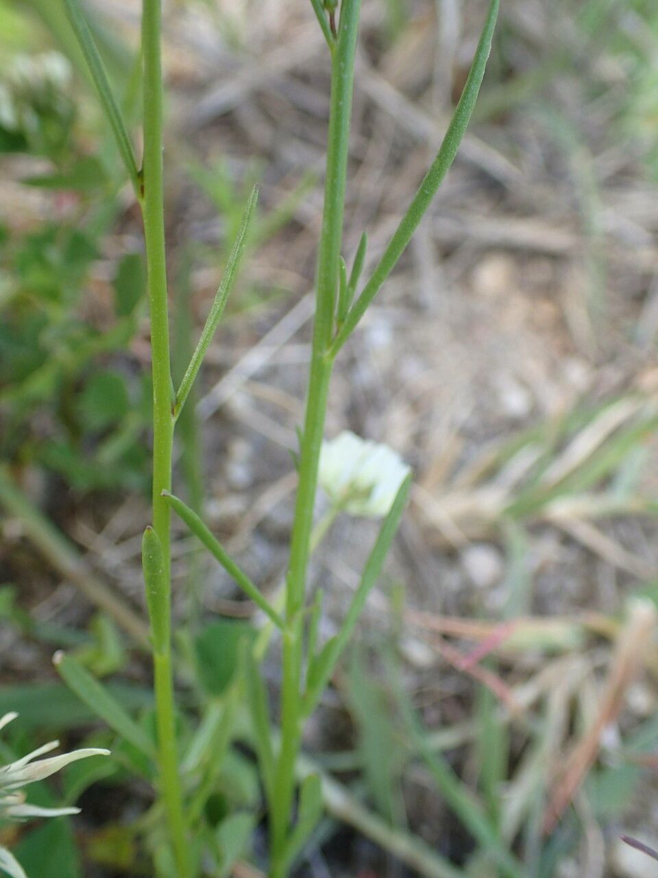 Linaria pelisseriana — search result for 'Linaria'
