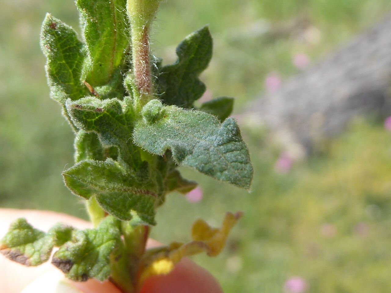 Cistus crispus leaf
