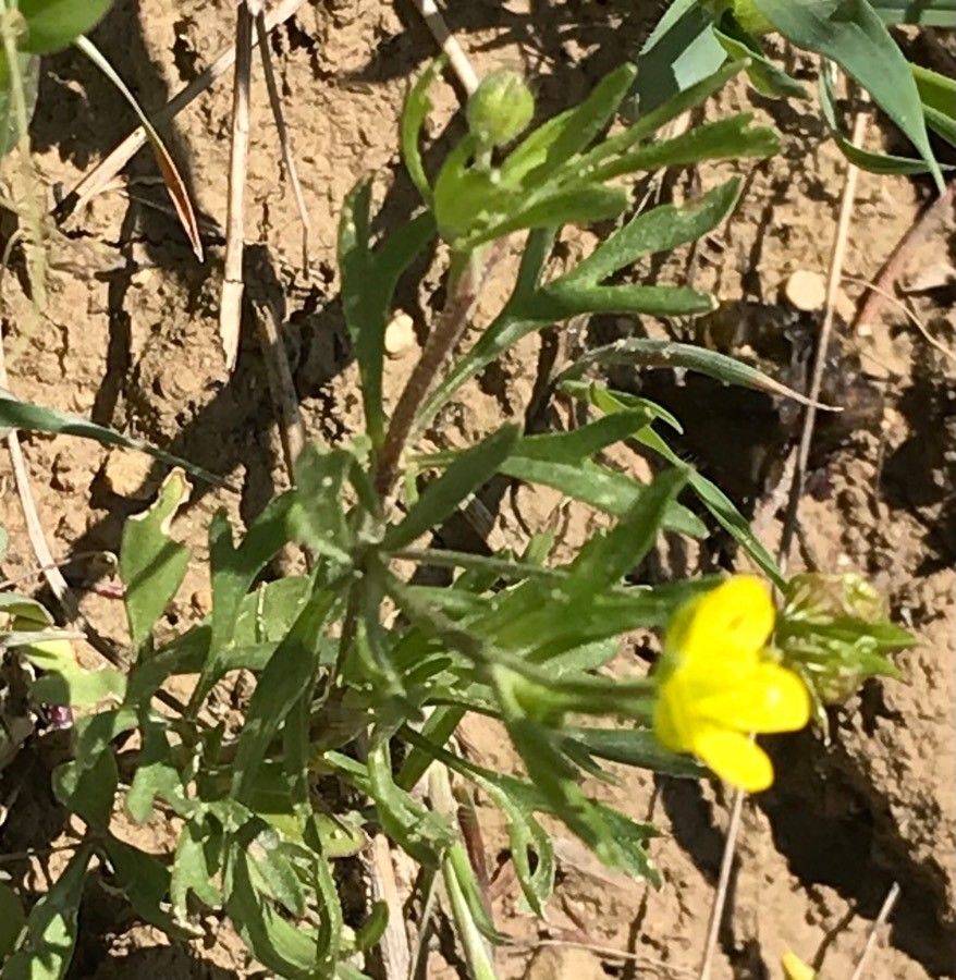 Ranunculus arvensis leaf